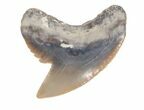 Fossil Tiger Shark Tooth - Florida #40282-1